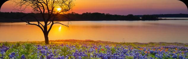 Houston Landscape