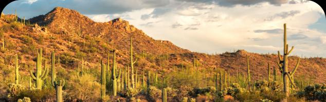 Phoenix Landscape